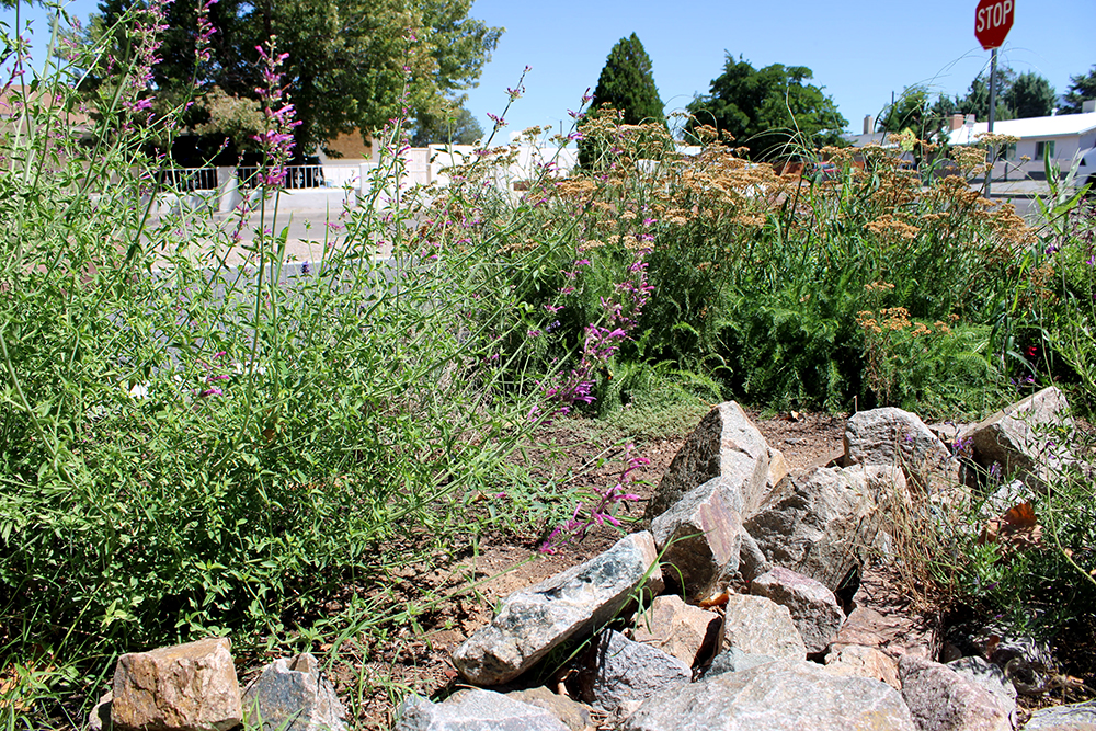 How Albuquerque is turning city medians into wildflower havens for bees